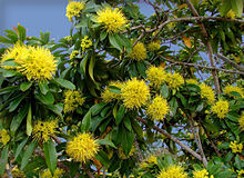 Xanthostemon Chrysanthus1