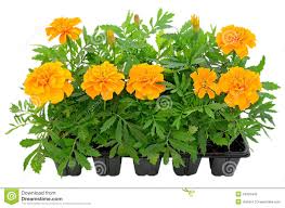 Flower Marigold